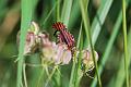 graphosoma italico in accoppiamento su ombrellini pugliesi